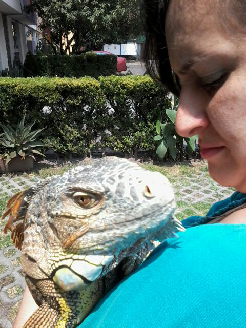 Iguana_verde_tratamiento.jpg