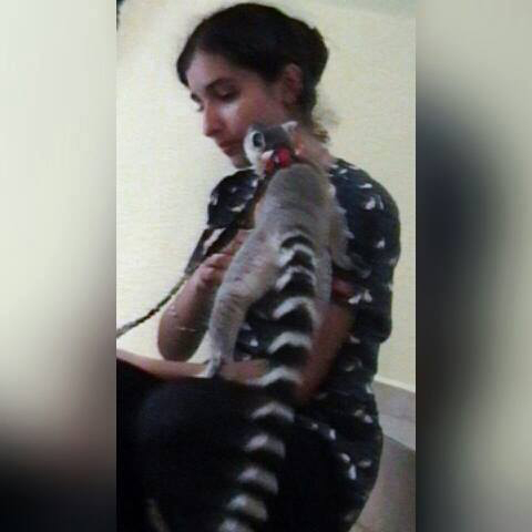lemur_cola_anillada.jpg