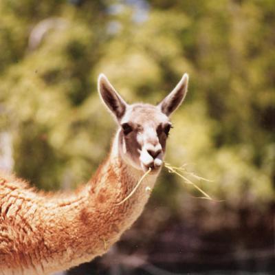 Guanaco
