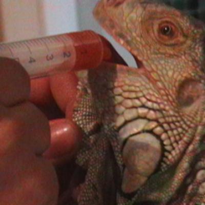 Hospitalizacion Iguana