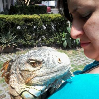 Iguana Verde Tratamiento