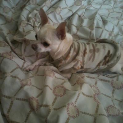 Perro Chihuahua