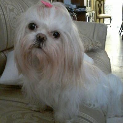 Perro Shitzu