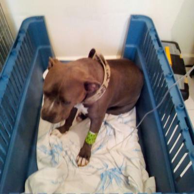 Perro Terapia De Fuidos