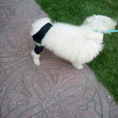 Rehabilitacion Perro Femur