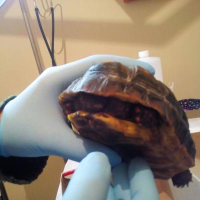 Tortuga Del Desierto